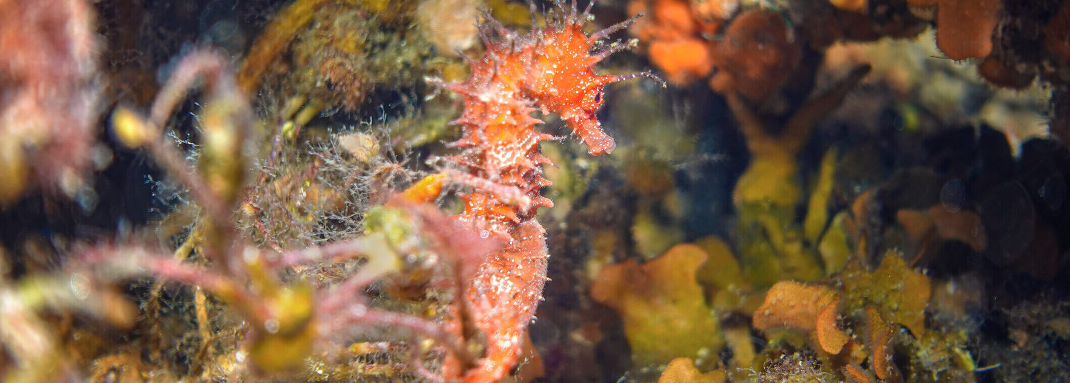 צלילה בקפריסין